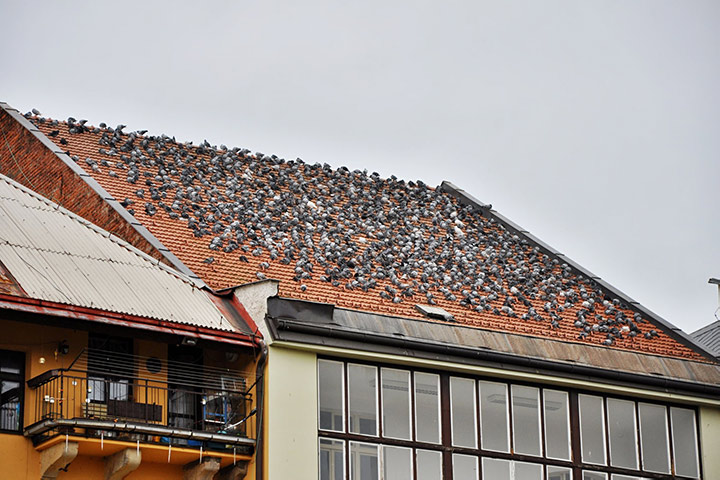A2B Pest Control are able to install spikes to deter birds from roofs in Wymondham. 