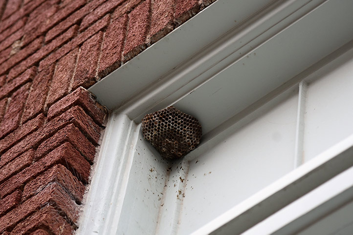 We provide a wasp nest removal service for domestic and commercial properties in Wymondham.